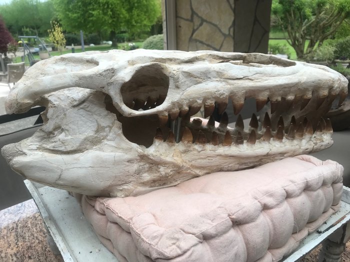 Dinosaur fossil skull for sale  