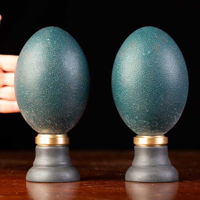 Pair emu eggs for sale  