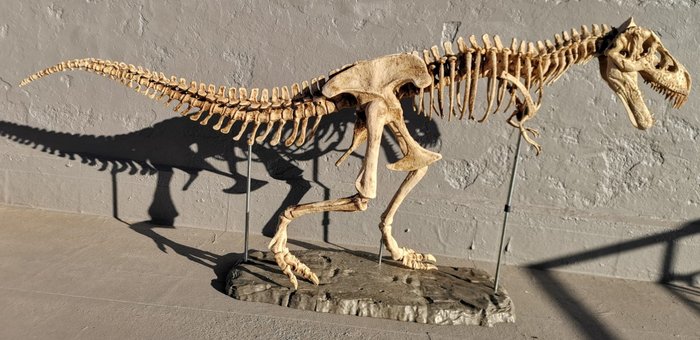 Tyrannosaurus rex taxidermy for sale  