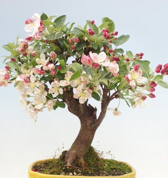 Malus halliana bonsai for sale  