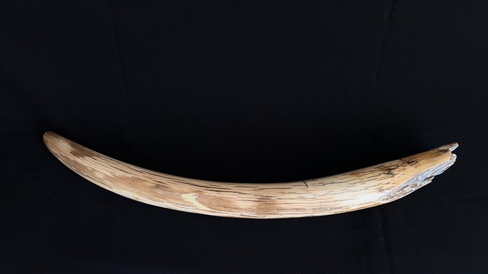 Woolly mammoth tusk. usato  