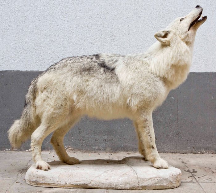 Arctic wolf taxidermy usato  