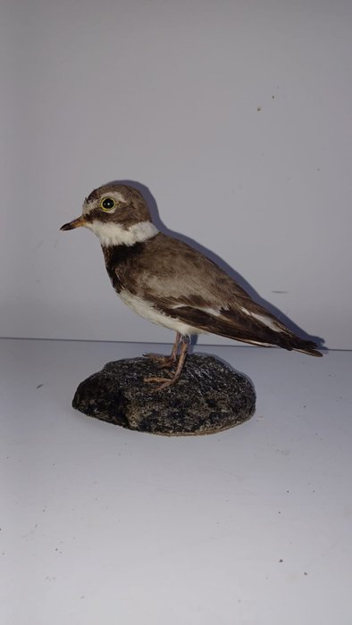 Small courier taxidermy for sale  