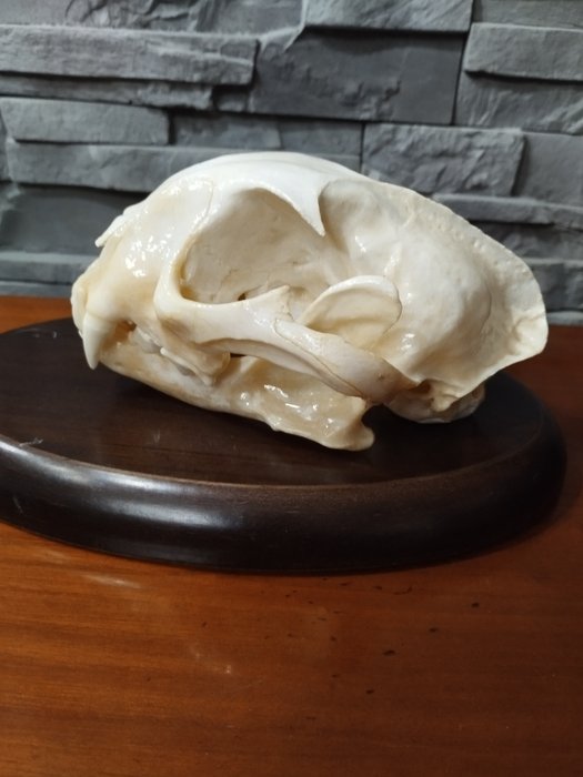 Caracal mammal skull for sale  