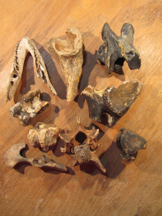 Set bones pleistocene for sale  