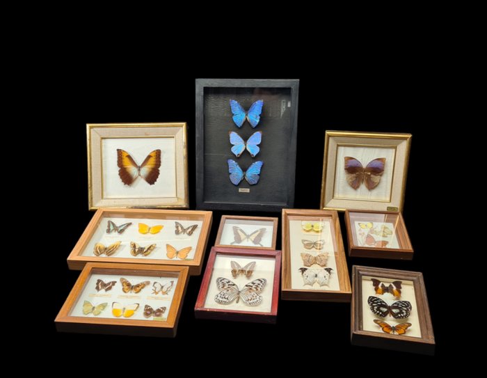 Decorative frames butterflies for sale  