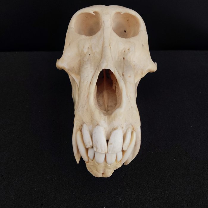 Chacma baboon skull for sale  