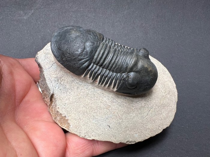 Fossil fossilised animal for sale  