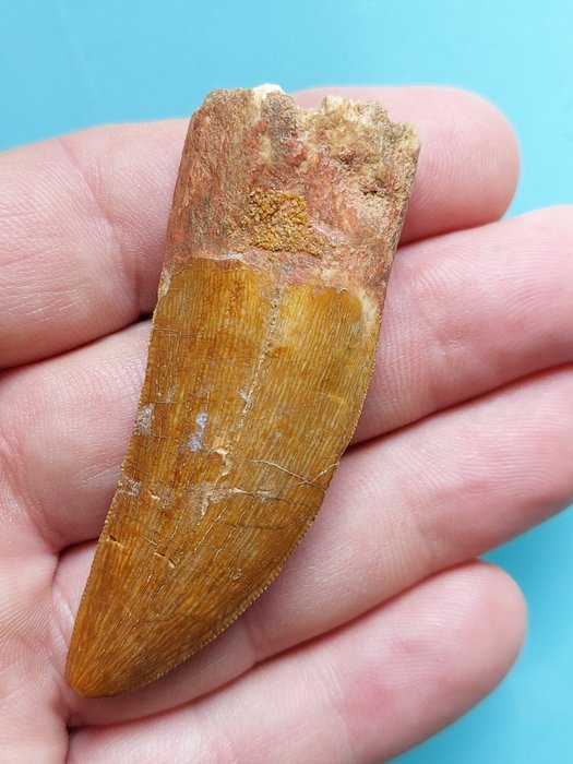 Dinosaur fossil tooth for sale  