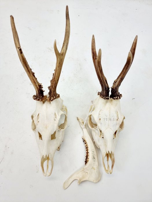 Roebuck skull capreolus usato  