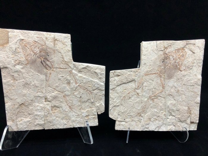 Fossil matrix genibatrachus for sale  