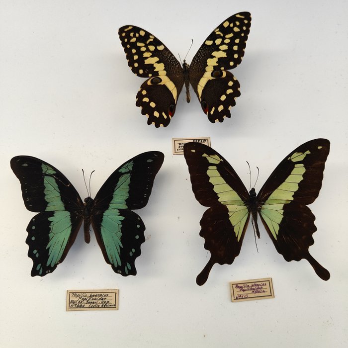 Butterfly taxidermy full d'occasion  