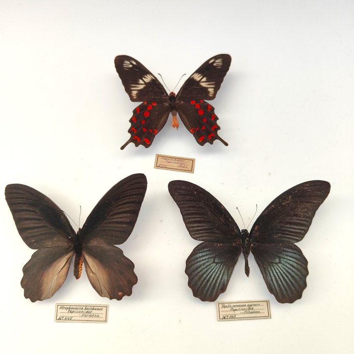 Butterfly taxidermy full d'occasion  