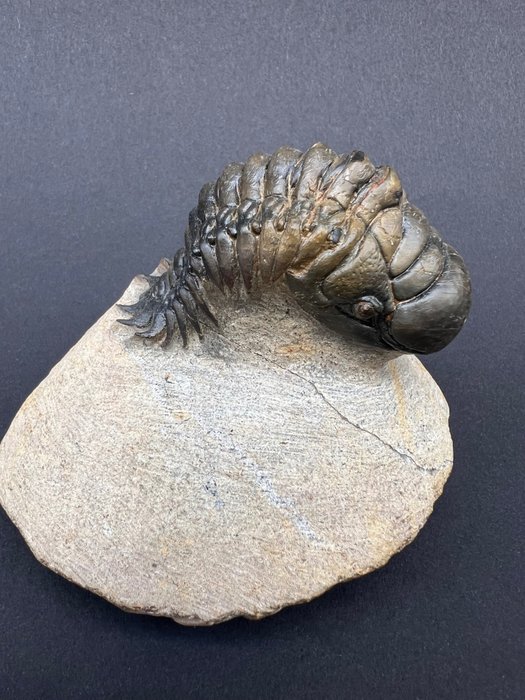 Trilobite fossil fragment for sale  