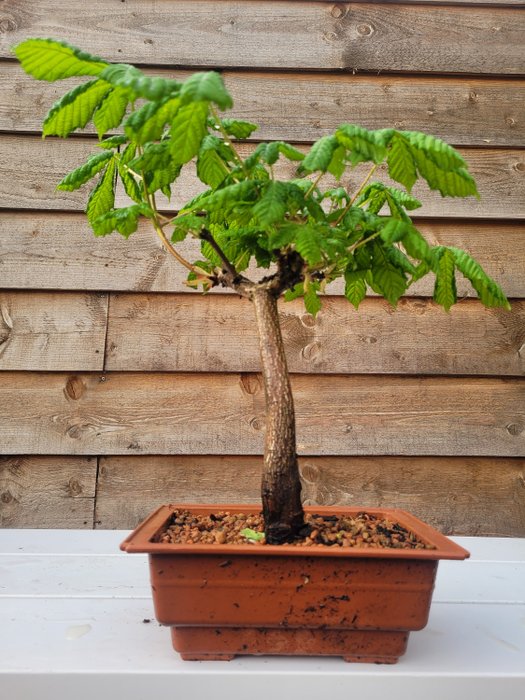 Horse chestnut bonsai for sale  