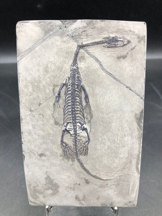 Marine reptile fossil for sale  