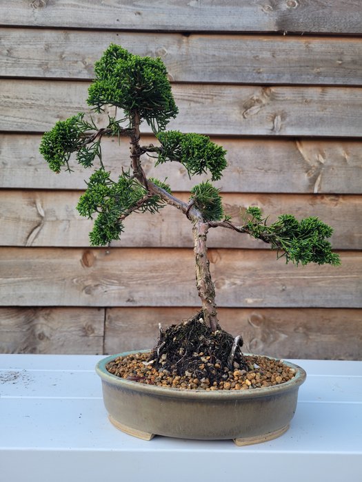 Juniper bonsai height usato  