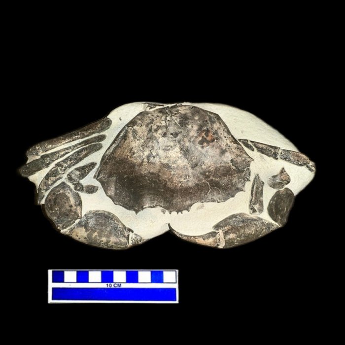 Crab fossil skeleton for sale  