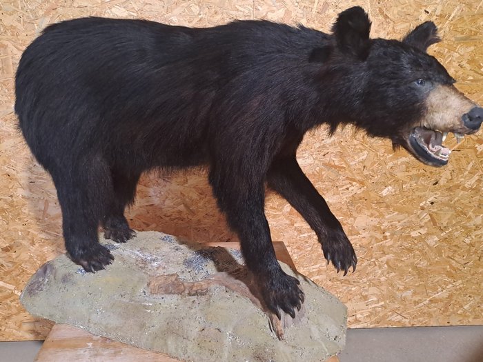 Black bear taxidermy for sale  