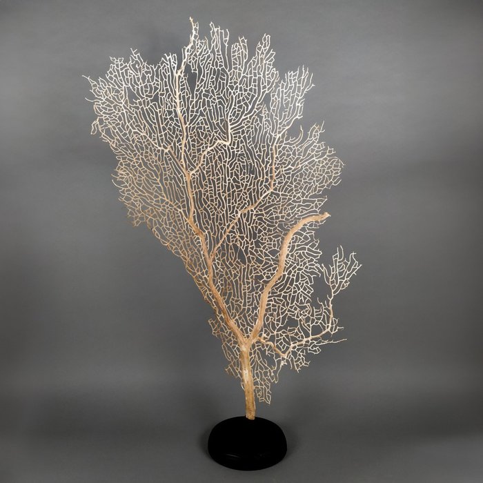 White gorgonian taxidermy for sale  