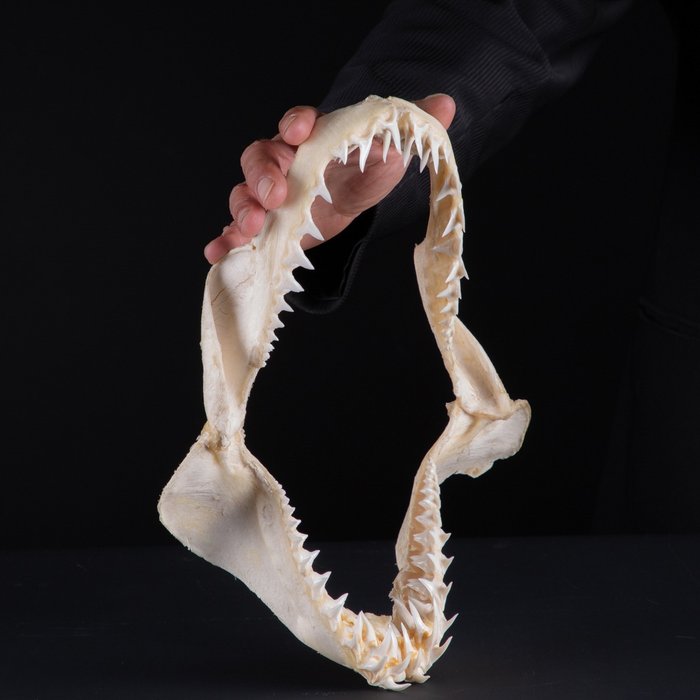 Large mako shark usato  