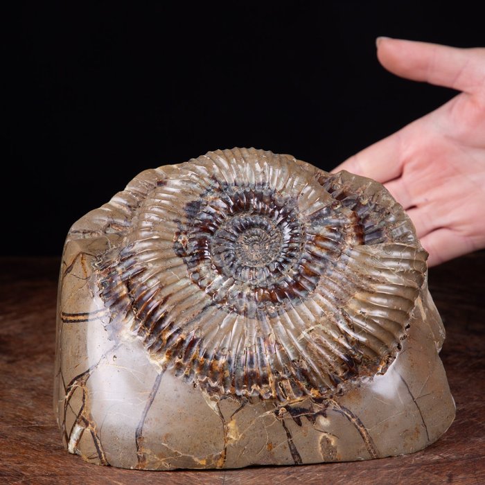 Ammonite septaria nodule for sale  