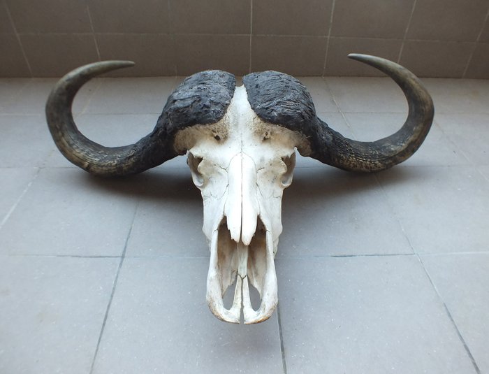 Cape buffalo skull for sale  