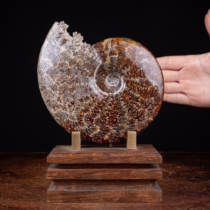Ammonite artistic base for sale  