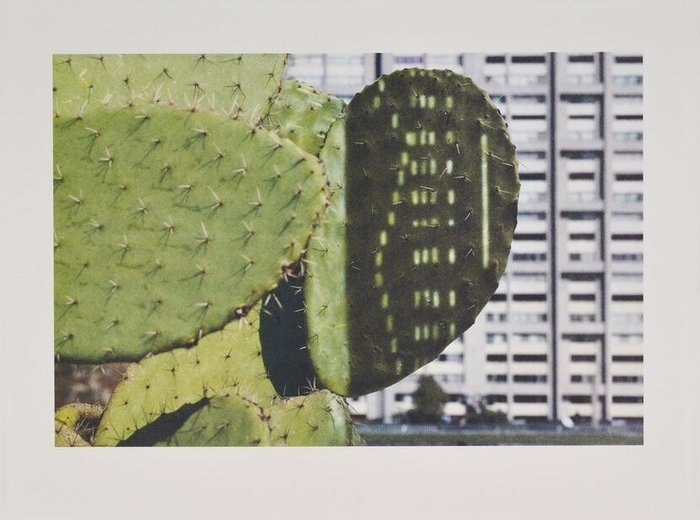 Anri sala cactus usato  