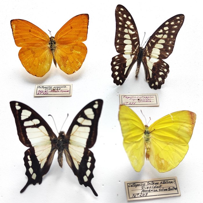 Butterflies taxidermy full for sale  