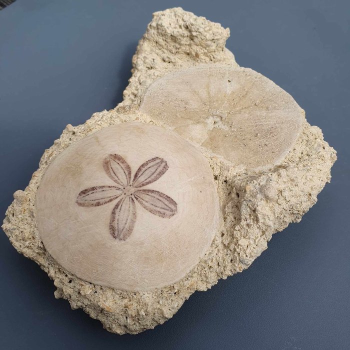 Sea urchin fossil for sale  