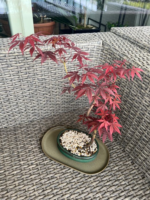 Trident maple bonsai for sale  