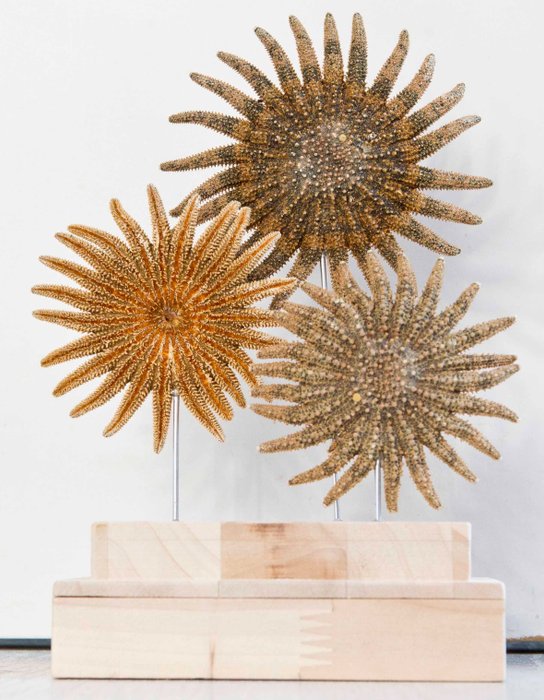 Sunflower starfish. taxidermy for sale  