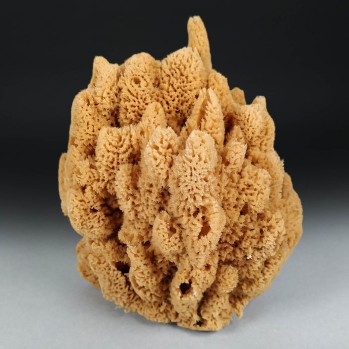 Bath sponges taxidermy for sale  