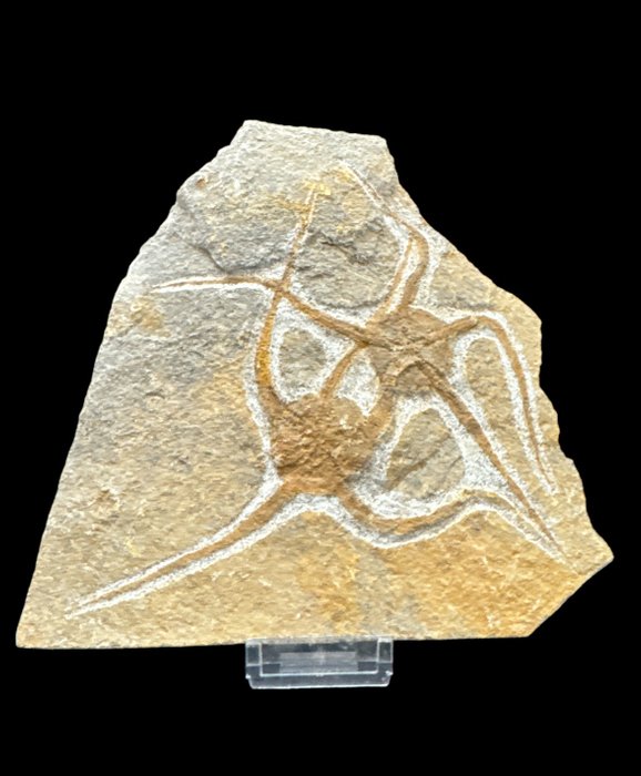Starfish fossilised animal for sale  