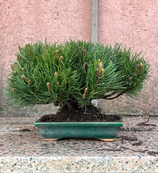 Pine bonsai height for sale  