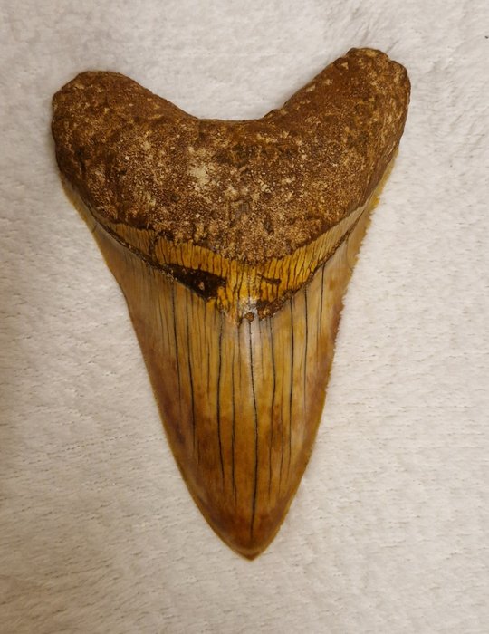 Megalodon fossil tooth usato  
