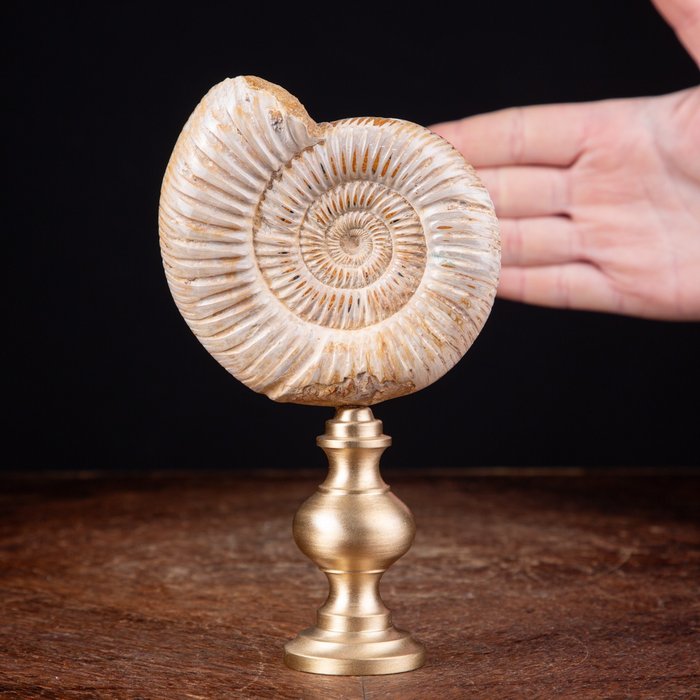 Ammonite satiny brass for sale  