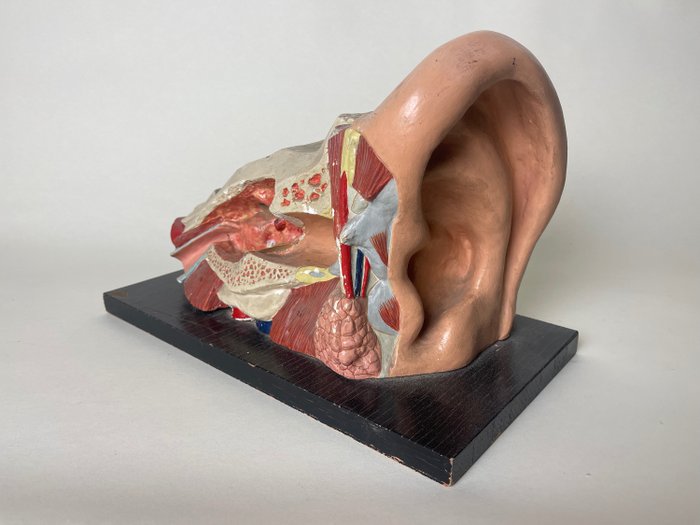 Anatomical model plaster for sale  