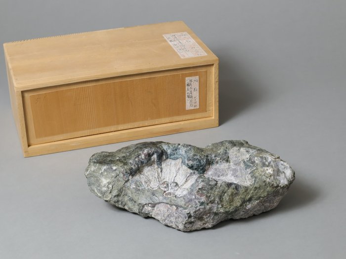 Stone suiseki chrysanthemum usato  
