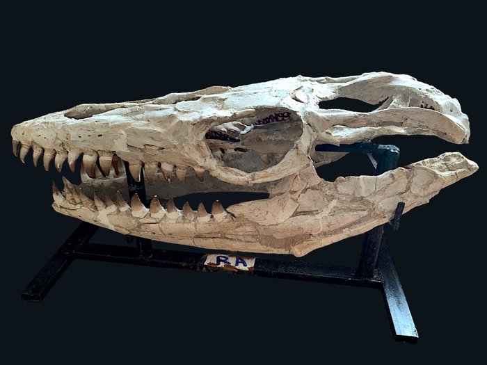 Marine reptile fossil for sale  