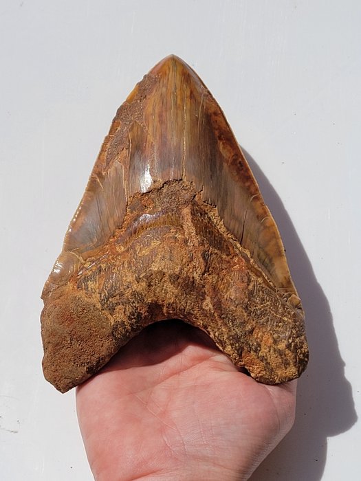 Megalodon fossil tooth d'occasion  