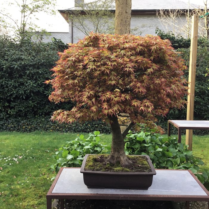 Japanese maple bonsai for sale  