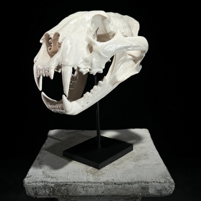 Replica tiger skull for sale  