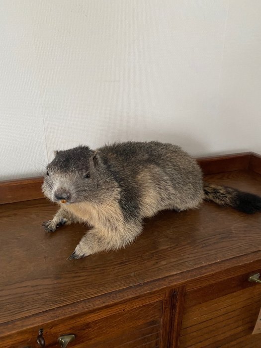 Alpine marmot taxidermy for sale  