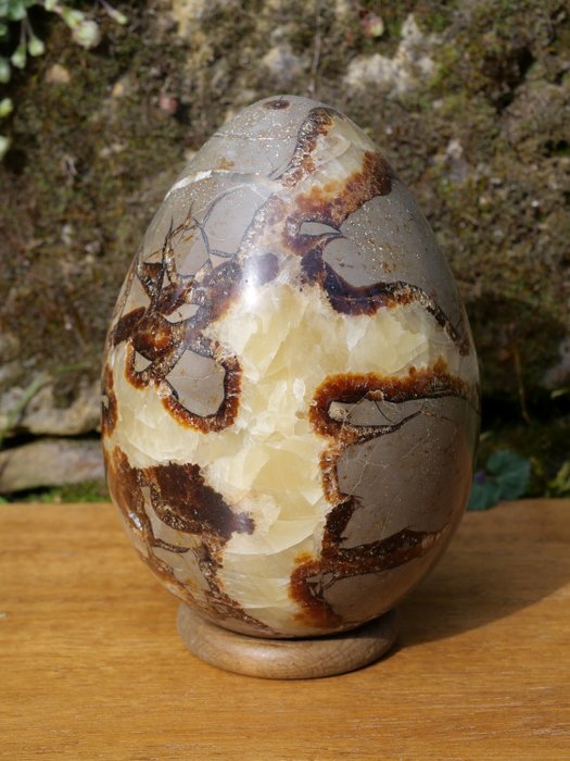 Reserve septarie egg for sale  