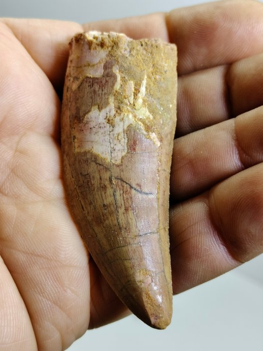 Big tooth african usato  
