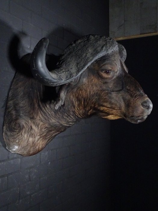 Large cape buffalo for sale  