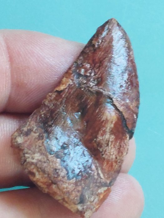 Dinosaur fossil tooth d'occasion  