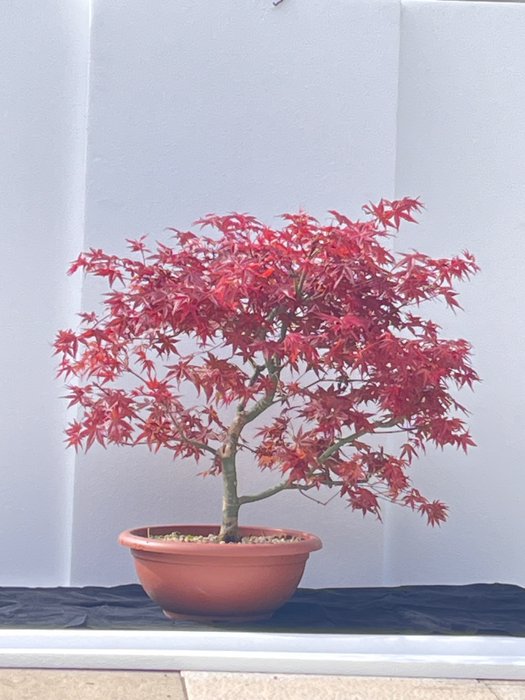 Japanese maple bonsai for sale  